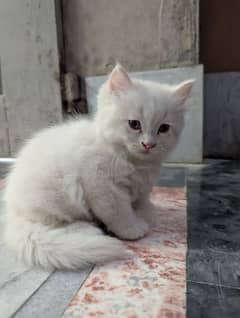 cat kittens
