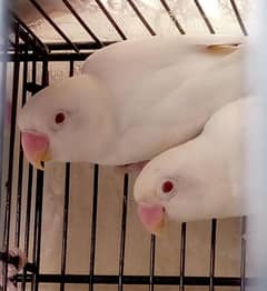 albino red eyes pair