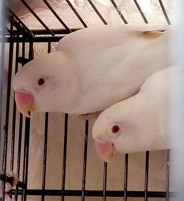 albino red eyes pair 0