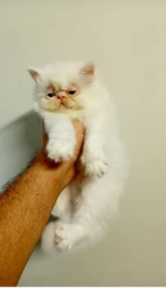 peki kittens