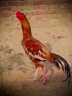 aseel