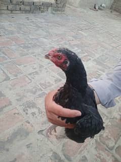 Aseel mianwali Nasl ki murghi