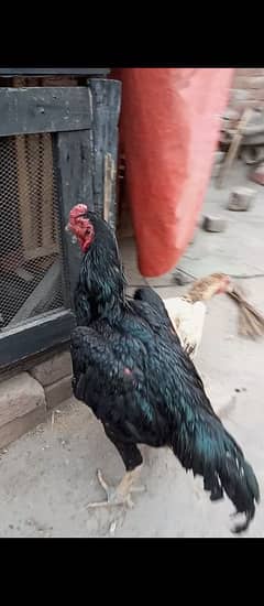 Shamo breedr pair for