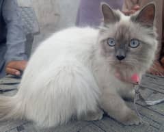 Persain ragdoll | Ragdoll Cat | Triple Coat | Kitten | Cat For Sale
