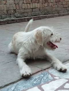 Dog for Sale