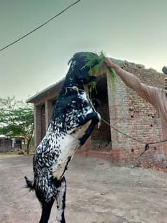Makki Cheeni Bakra