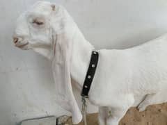 BURRAQ cholistani