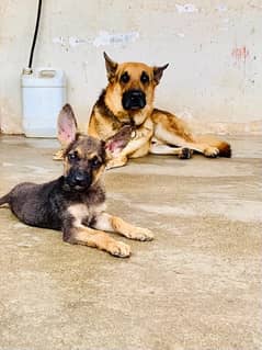 German shepherd double cout puppies