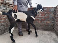 Dasi