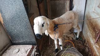 Sheep