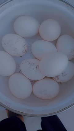 paper white eggs available