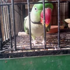Raw breeder pair with cage 3 portion cage