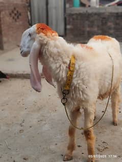 Chatra For Sale