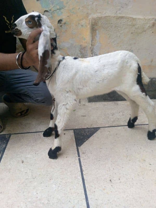 breader bakra 0
