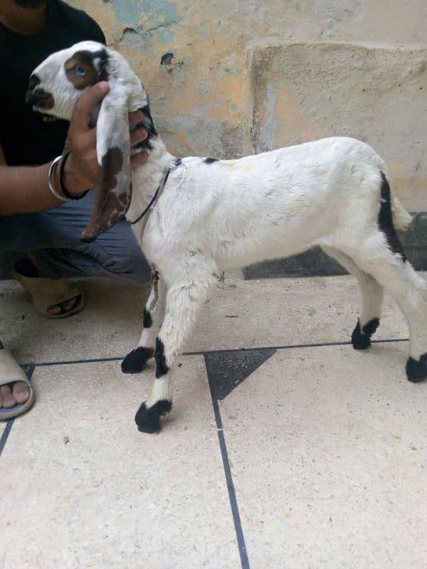 breader bakra 1