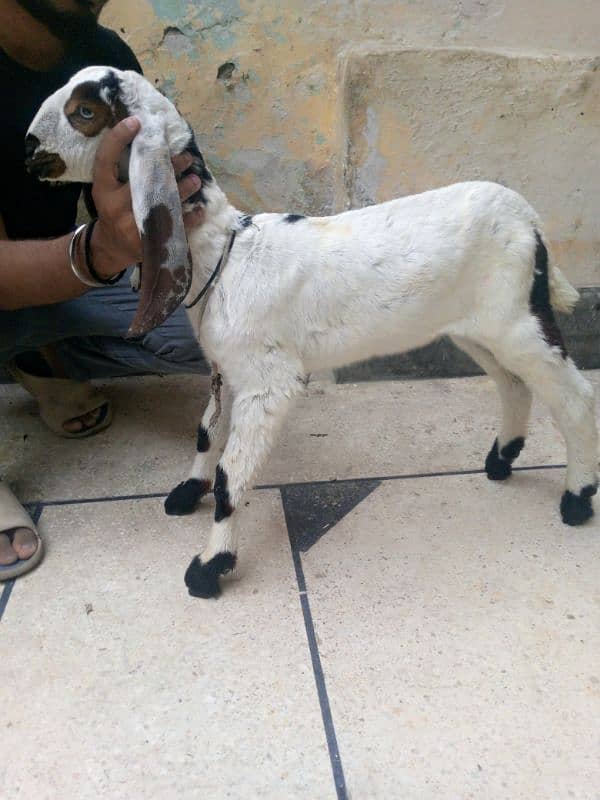 breader bakra 2
