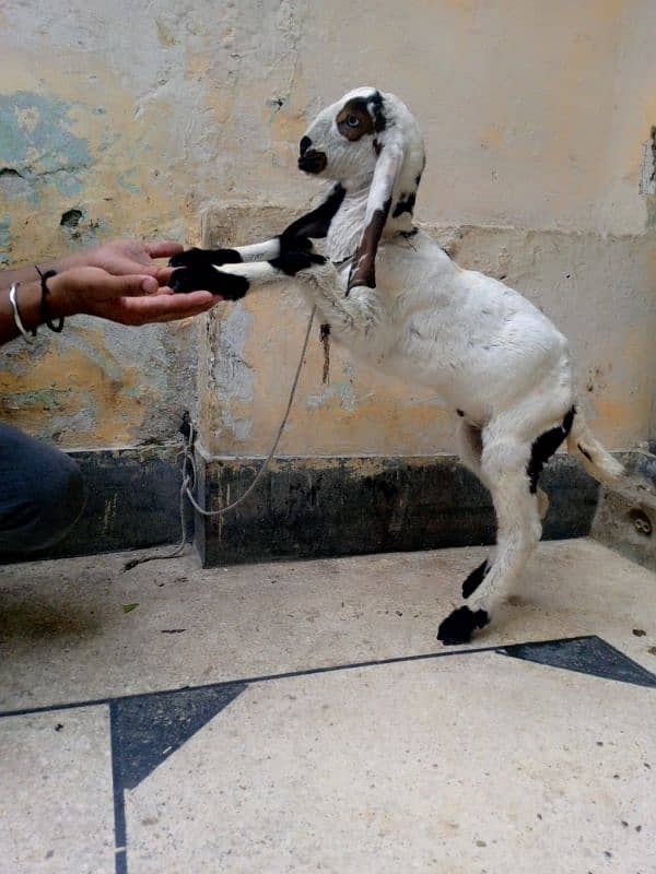 breader bakra 4