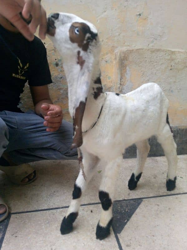 breader bakra 5