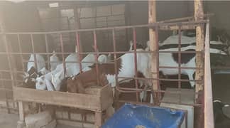 Qurbani 2025 kay bakray
