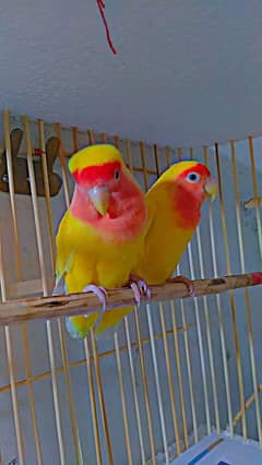 Red Eyes Healthy Latino Pair. . .