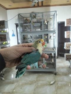 love bird  | Albino | Cremino | opline | birds  | parrot