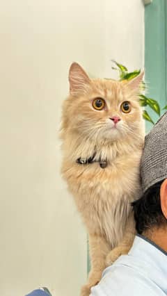 Persian hamalian british punch face piki face cat's and kitten's