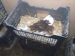 kabotar dog aur bhi bhot kuch sale ko ha cage bhi available ha