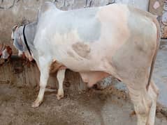 Cholistani