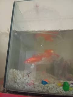 koi fish for sale age maximim 4 months
