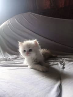 male kitten