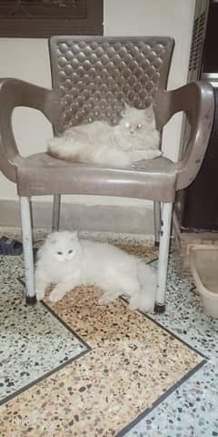 persian cats pair