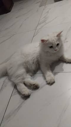 persian female cat