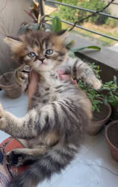Kittens available for sale