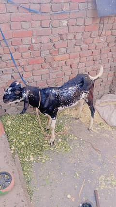 Barbana Bakra