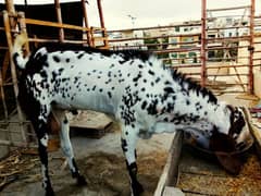 heavyweight makhi cheena breeder