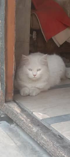 this is so beautiful cat