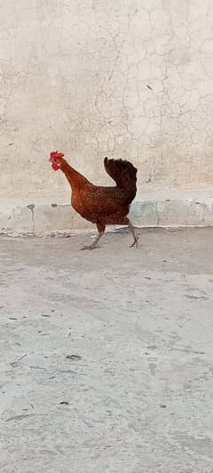 Afaq:03110095500!!! 1 Murga 2 Murgiya Desi For Sale!!!