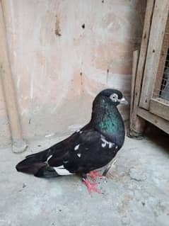 kabli