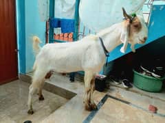Bakra for sale age 13 month 2 dant