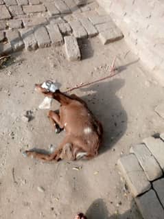 for sale