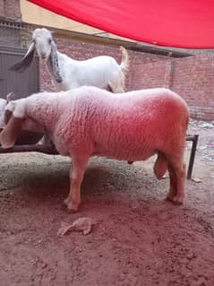 sheep