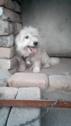 Dog female for sale