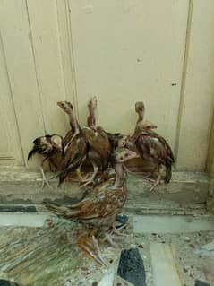 7 Mianwali Chicks For Sale