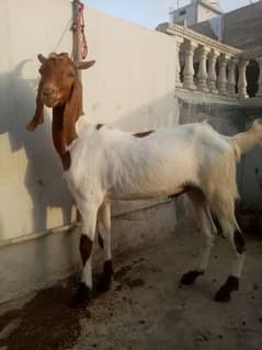 qurbani bakra