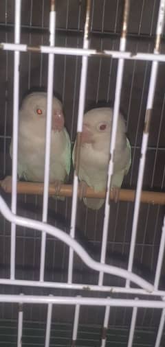 Albino red eye uwing opline confirm b2  comon lutino