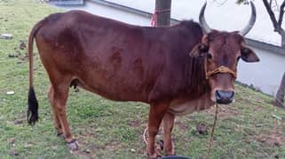 Cow