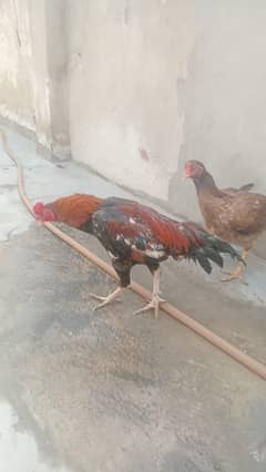 Aseel mianwali