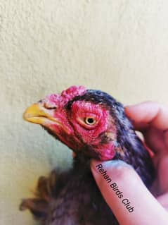 Pure Zero Size Mianwali madi, 100 percent breed and fertility ,