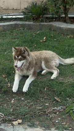Siberian husky, green eyes