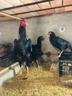 BLACK KING O SHAMO FEMALE